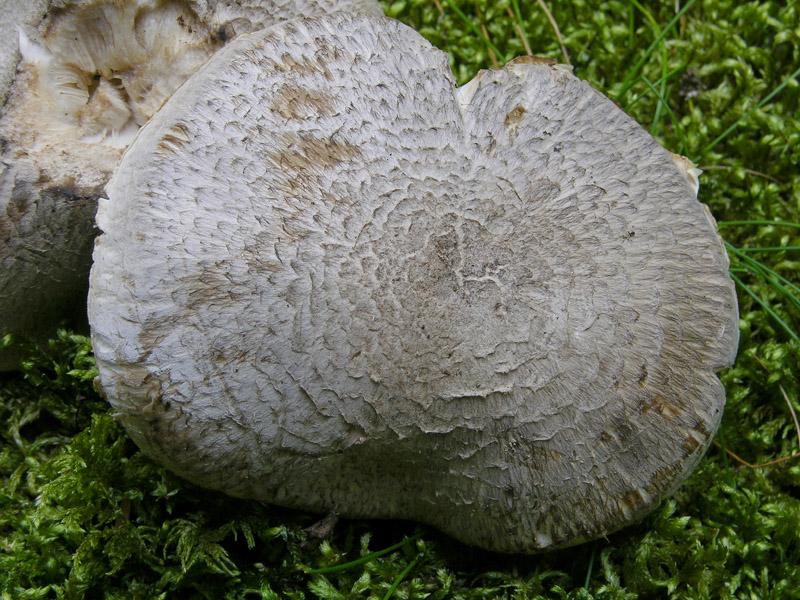 Tricholoma pardinum.